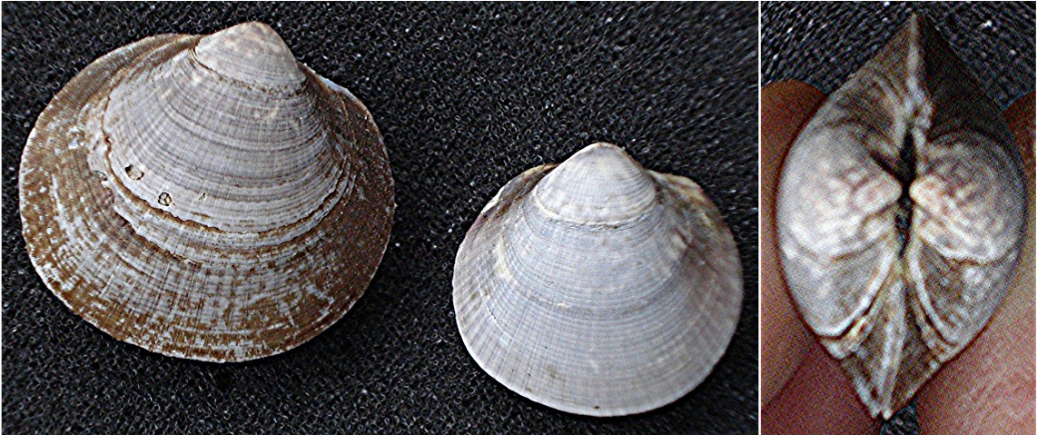 Glycymeris violascens